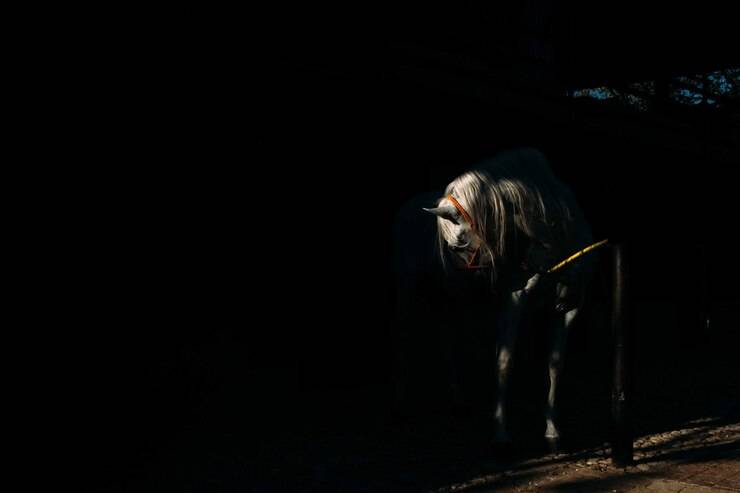 Темная лошадка в управлении